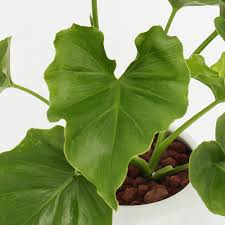 イイハナ 観葉植物 セローム 花 フラワーギフト販売 通販