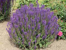 Steppensalbei pflege schneiden winterhart gartenpflanzen winterhart salbei pflanzen winterharte balkonpflanzen. Bluten Salbei Blauhugel Schonste Stauden Expertenwissen