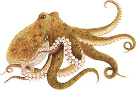 Octopus Recommendations From The Seafood Watch Program