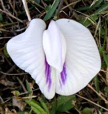 Image result for Clitoria