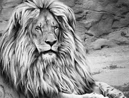 Find more coloring pages online for kids and adults of lion adult coloring pages to print. Beautiful Creatures Grayscale Adult Coloring Book Lion Coloring Examples Huelish Grayscale Adult Coloring Books