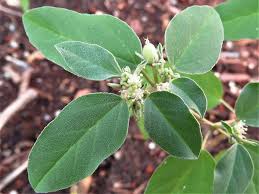 Image result for Croton triqueter