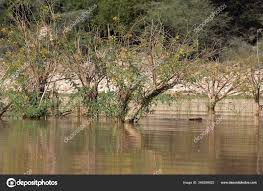 Image result for Aeschynomene elaphroxylon