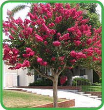 Quali scegliere per piccoli spazi. Alberi Dalle Foglie Rosse