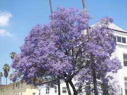 They aren't usually munched by deer. Pin On Amazing Flowering Trees