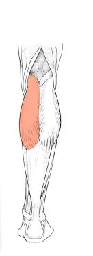 Stem cells whose divisions replace the more superficial keratinocytes that are lost or page 25/27. Https Commons Und Edu Cgi Viewcontent Cgi Article 3863 Context Theses