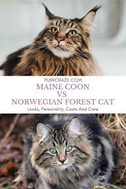 The maine coon cat is one of the largest domesticated breeds of felines. Maine Coon Vs Norwegian Forest Cat Important Differences Purr Craze