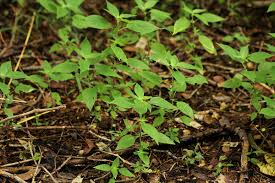 Image result for Justicia heterocarpa