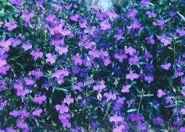 Pin On Gardening Flowers 2015