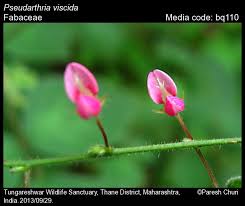 Image result for Pseudarthria