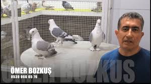 Hunkari Guvercinler Omer Bozkus Youtube