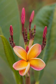 Plumeria Returns Plumeria Flowers Tropical Flower Plants Amazing Flowers