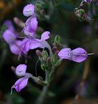 Image result for Dicliptera betonicoides