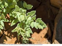 Image result for Pellaea