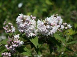 Image result for Deutzia hybrida Pink Pompon