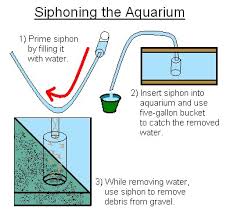 Is creating planted aquarium videos. Moa S Siphon Aquarium Experiment Moa S How Many Fish Stocking Freshwater Aquariums