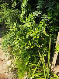 Image result for Synsepalum passargei