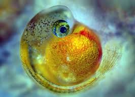 Guppy Fish Embryo Guppy Fish Microscopic Photography Fish