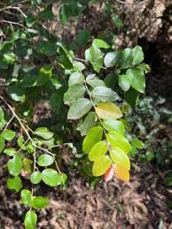 Image result for Dovyalis