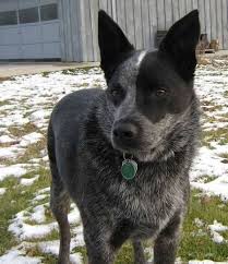 Black Australian Cattle Dog Blue Heeler Blue Heeler Austrailian Cattle Dog Cattle Dogs Rule Australian Cattle Dog Blue Heeler