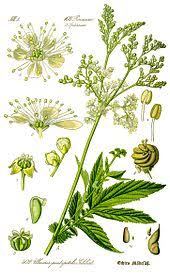Reine des pr?s effets secondaires. Acide Acetylsalicylique Wikipedia
