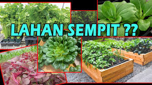 Momentum berkebun di rumah saat. Tis 4 Kedua Sayuran Lahan Sempit Bayam Pagoda Pakcoy Seledri Best Vegetables For Small Garden Youtube