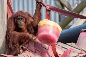 The ayse elbi as soon as I noticed her ad, I knew she was