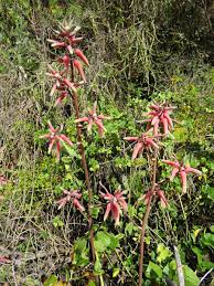 Image result for Aloe mossurilensis