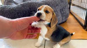 Beagle puppies and baies.what could be cuter?nothing.banner with pets. I Got Attacked By A Very Cute Beagle Puppy Youtube