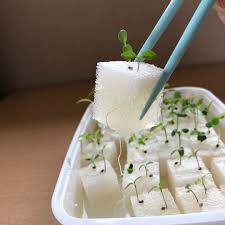 パセリ 水 耕 栽培 ペット ボトル