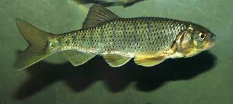 Barilius bendelisis bendelisis (hamilton, 1807). Barilius Bendelisis Cyprinus Bendilisis Barilius Howesi Seriously Fish