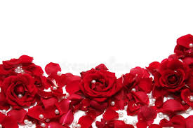 Photo About Beautiful Red Roses On A White Background Image Of Date Happiness Laying 1856998 Beautiful Red Roses Red Roses Red Roses Background