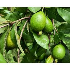 Image result for Psidium guajava