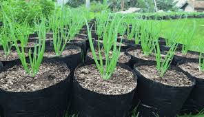 Maybe you would like to learn more about one of these? 3 Jenis Bisnis Perkebunan Yang Menguntungkan Dengan Lahan Yang Sempit Anakdagang