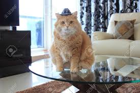 Dob 2/2018 cowboy is amazing! Cookie Cat With Cowboy Hat Stock Photo Picture And Royalty Free Image Image 57599598