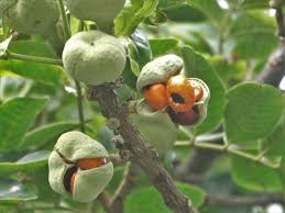 Image result for Trichilia quadrivalvis