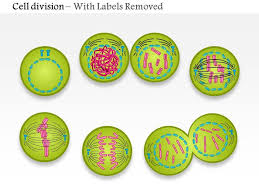 Maybe you would like to learn more about one of these? 0814 Cell Division Mitosis Medical Images For Powerpoint Powerpoint Presentation Pictures Ppt Slide Template Ppt Examples Professional