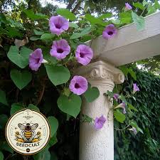 Image result for Argyreia nervosa