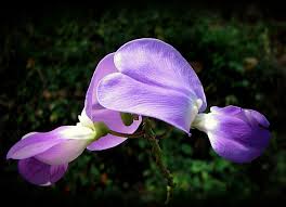 Image result for Sphenostylis