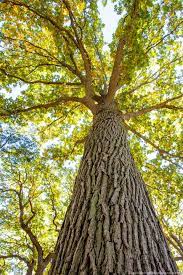 Quercus Bicolor Swamp White Oak Tree Planted Small One May 21 At Park White Oak Tree Tree Live Oak Trees