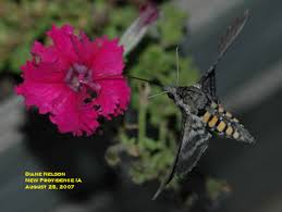 But petunias contain little nectar or pollen, which means they offer little or no value. Hummingbird Moths Attract Attention In Late Summer Horticulture And Home Pest News