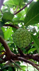 Maybe you would like to learn more about one of these? How To Grow Custard Apple In Container Growing Custard Apple Sugar Apple