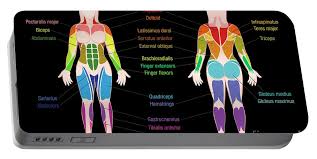 This anatomy chart is a great example of beauty and function in one, as it is pleasing to look… Muscle Chart Female Body Colored Muscles Black Portable Battery Charger For Sale By Peter Hermes Furian