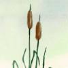 The use of herbivorous fishes and other aquatic animals has been used for biological control of weeds. Https Encrypted Tbn0 Gstatic Com Images Q Tbn And9gctbd9pzf4zg93b6ljkbeepdgizduhxav3gdji7jv Io7acgtstw Usqp Cau
