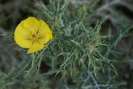 Image result for Argemone mexicana