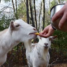 Goats Eat Lemons Goats Dairy Goats Sheep And Lamb