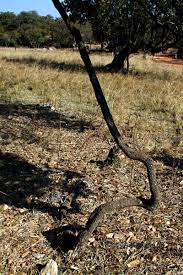 Image result for Rhoicissus tridentata