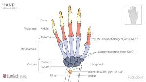 Image result for Normal Anatomic Position of the Hand and Wrist