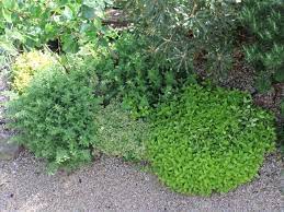 Ground oregano for sale in bulk from spice jungle. Oreganos A Great Success As Ground Cover Sowing Seeds