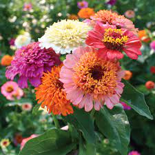 Australian Seed Zinnia Scabiosa Flowered Mix Zinnias Flower Seeds Candy Mix